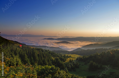 Mountain landscape with forest in the summer. Silhouettes of fir trees in the fog