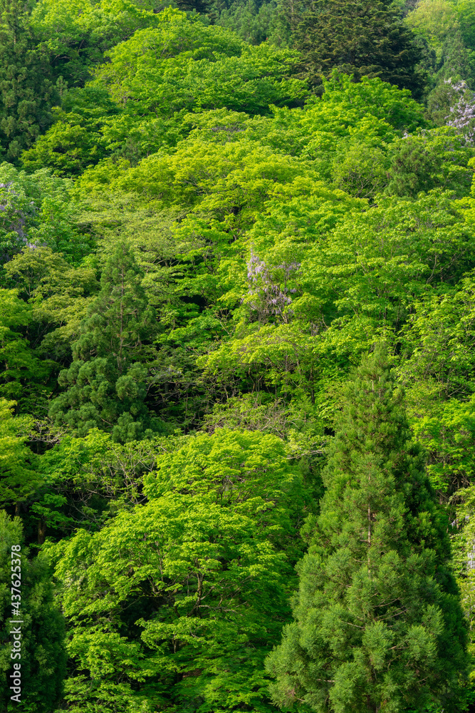 Obraz premium 新緑