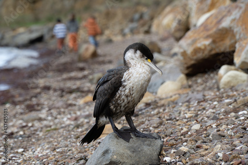 Pied Shag Site On Rocks as Children Play in New Zealand