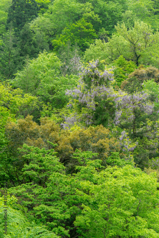 Obraz premium 新緑