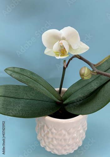 white orchid flower with light blue background