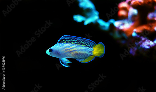 Splendid Dottyback - (Manonichthys splendens)  photo