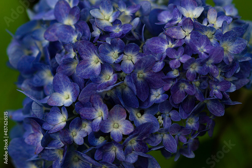 close up of blue hydrangea