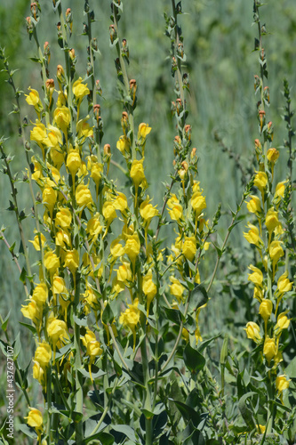 Springtime yellow toadflax or Linaria dalmatica wildflowers blooming in field photo