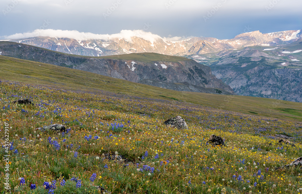 Fist morning light on the Beartooth Highway  - alpine meadows and wild flowers