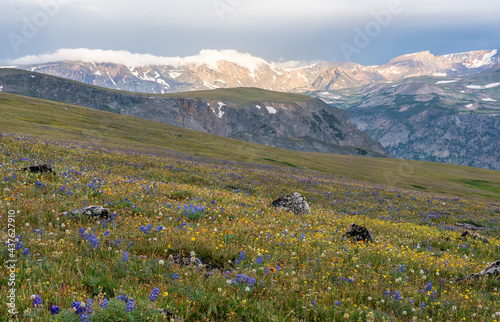 Fist morning light on the Beartooth Highway  - alpine meadows and wild flowers photo