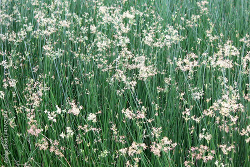 cyperus alternifolius field as nature background photo