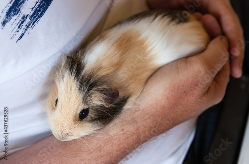 A pet guinea pig being held by an adult.