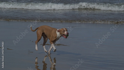 Dog Beach 2 © Alfredo