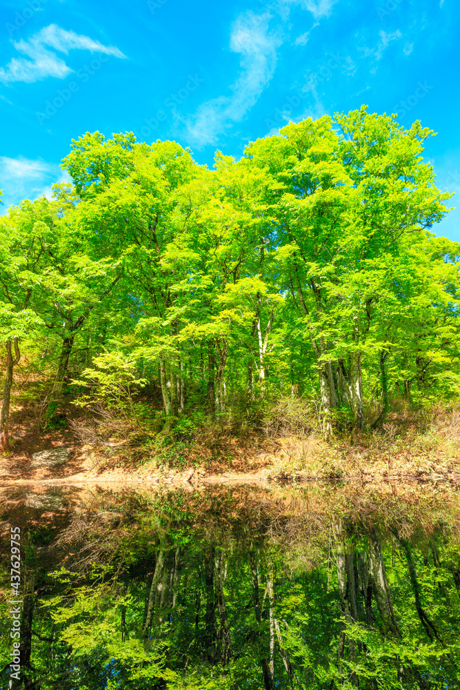 landscape with trees and sky landscape with trees and sky