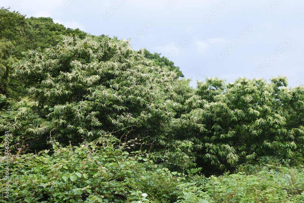 Japanese chestnut blossoms. Fagaceae deciduous fruit tree.