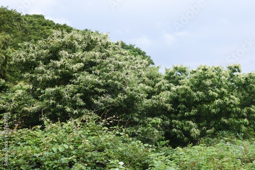 Japanese chestnut blossoms. Fagaceae deciduous fruit tree.