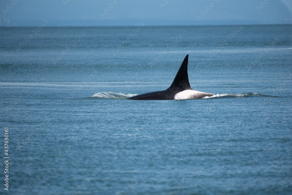 Naklejka premium Large male orca surfacing