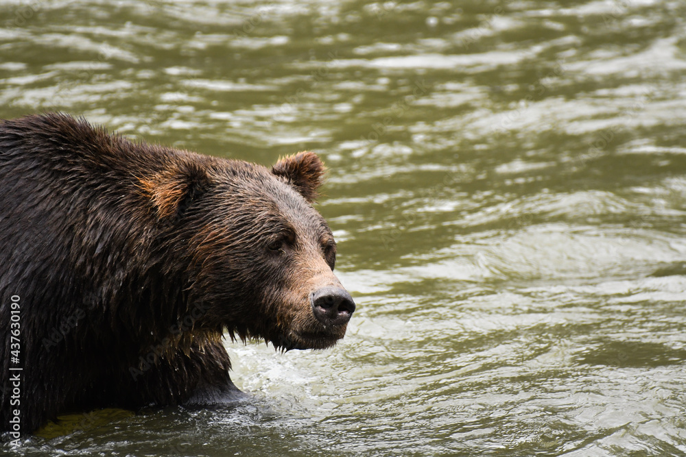 Large adult grizzly bear searching for salmon Large adult grizzly bear searching for salmon