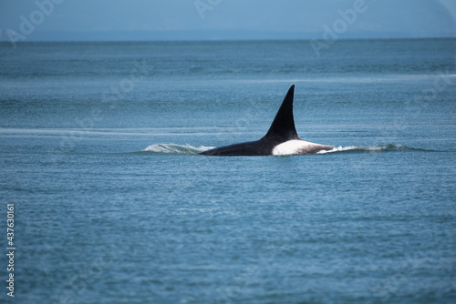 Large male orca surfacing