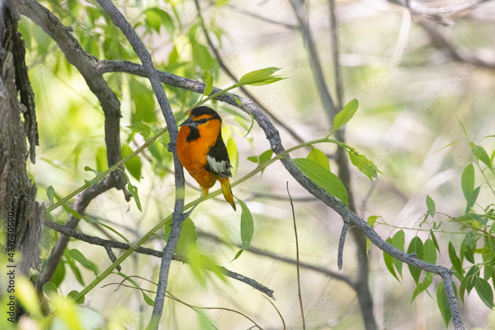 Bullock's Oriole