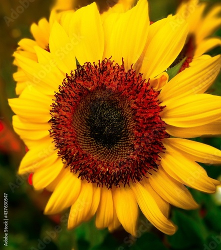 sunflower close up