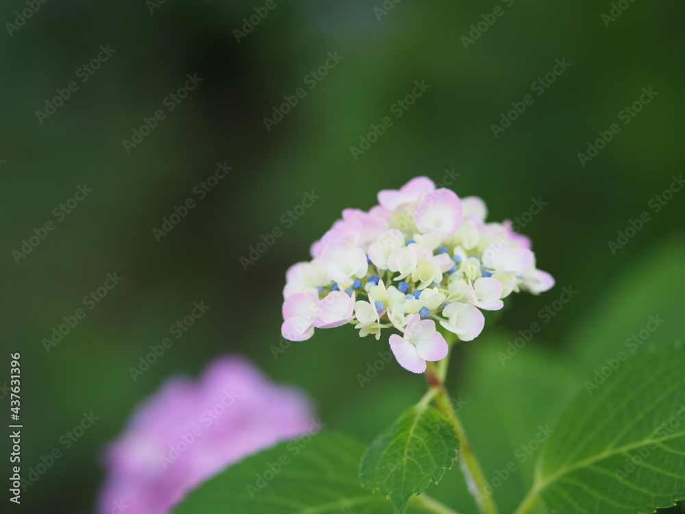 紫陽花 紫陽花