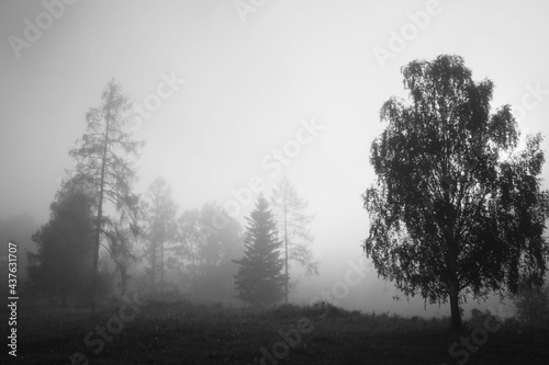 Foggy morning on the forest edge, black and white