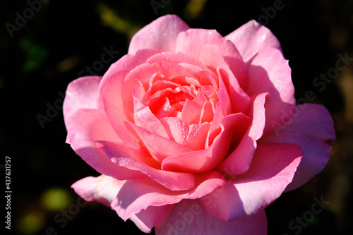 A Rose is a woody perennial flowering plant of the genus Rosa, in the family Rosaceae, or the flower it bears.There are over three hundred species and thousands of cultivars.They form a group of plant