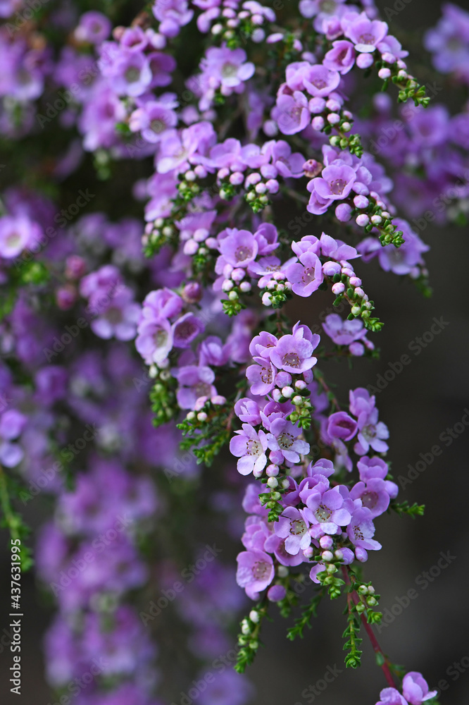 Delicate purple flowers of the Australian native shrub Thryptomene denticulata, family Myrtaceae. Endemic to Western Australia. Winter and spring flowering. Delicate purple flowers of the Australian native shrub Thryptomene denticulata, family Myrtaceae. Endemic to Western Australia. Winter and spring flowering.