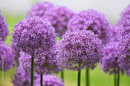 purple allium lucy ball flower blooming in spring photo