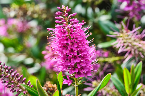 Hebe is a genus of plants native to New Zealand, Rapa in French Polynesia, the Falkland Islands, and South America. It includes about 90 species and is the largest plant genus in New Zealand.