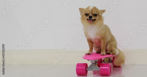 chihuahua puppy on white background