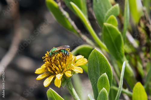 Metallic green bee Agapostemon splendens on yellow salt marsh flower Sea ox-eye daisy Borrichia frutescens in sun photo