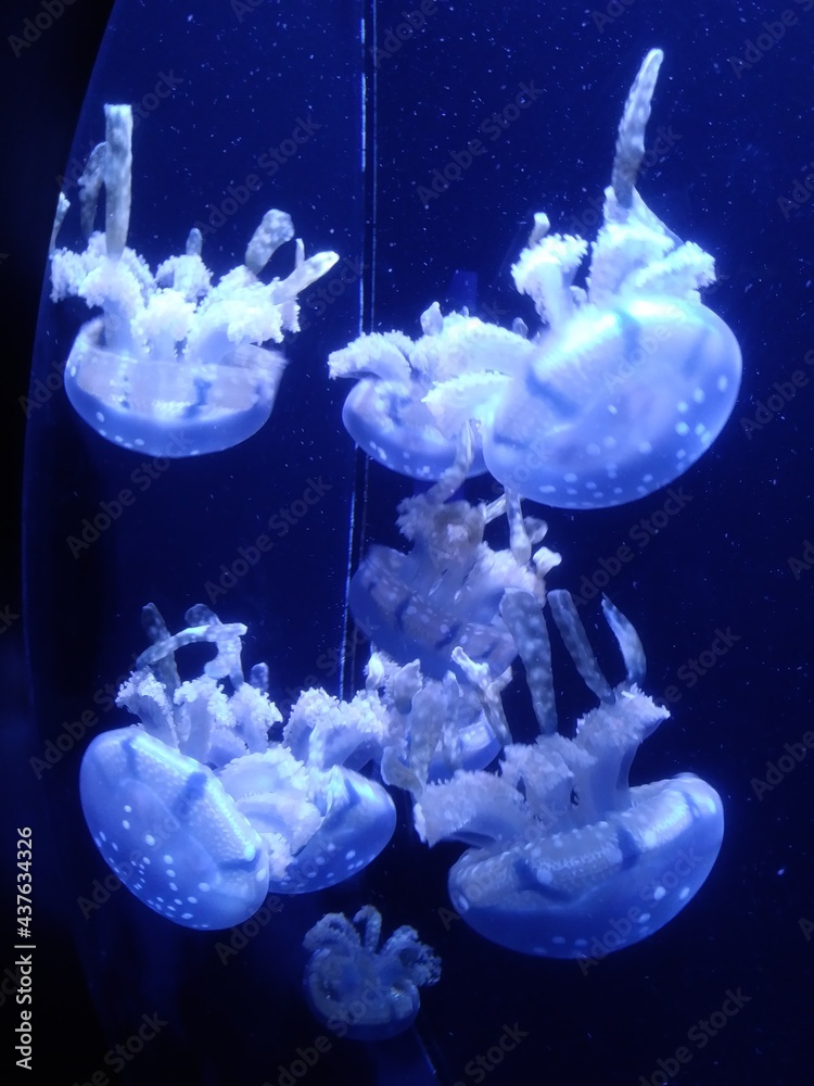 Obraz premium Meduse Mastigias