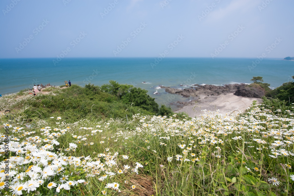 A hill with flowers, a blue sea and a blue sky on the coast
