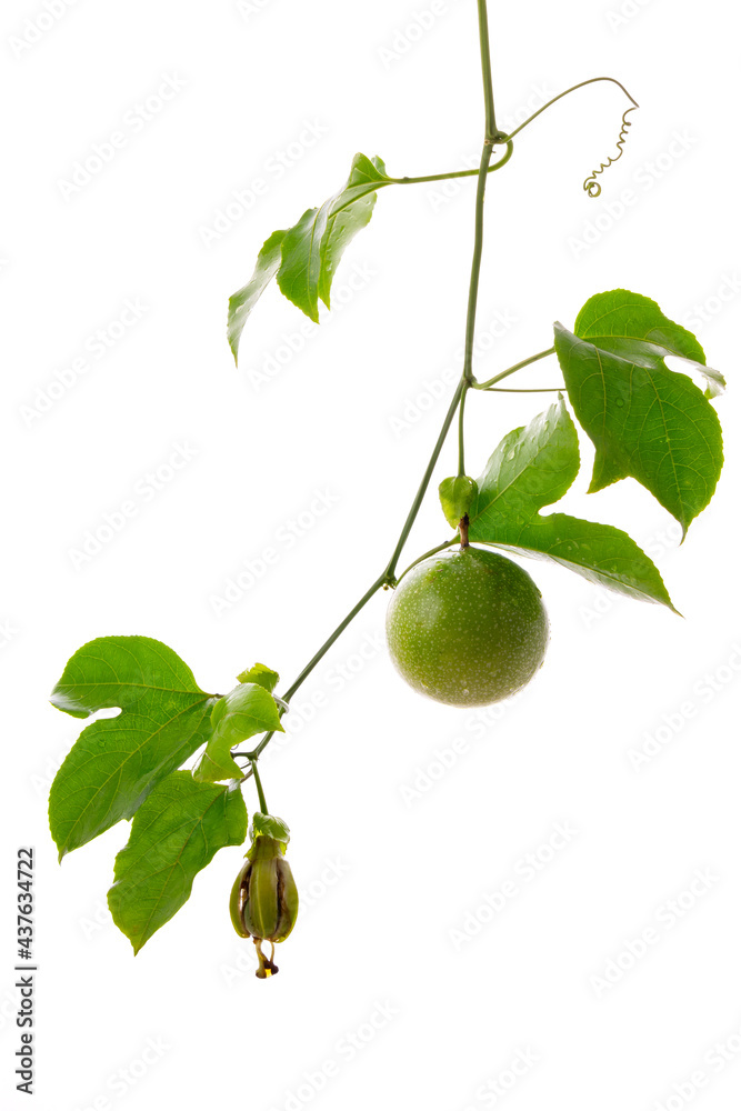 custom made wallpaper toronto digitalPassion fruit