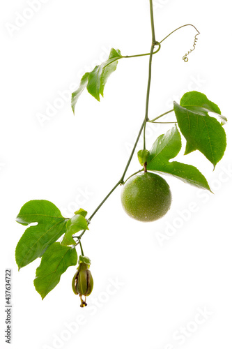 Wallpaper Mural Passion fruit Torontodigital.ca