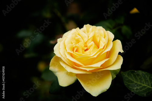 A rose is a woody perennial flowering plant of the genus Rosa  in the family Rosaceae. They form a group of plants that can be erect shrubs  climbing  or trailing  with stems that are often armed.