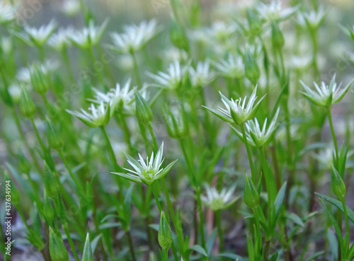 Wild alpine flowers. White saxifrage blooming close up  