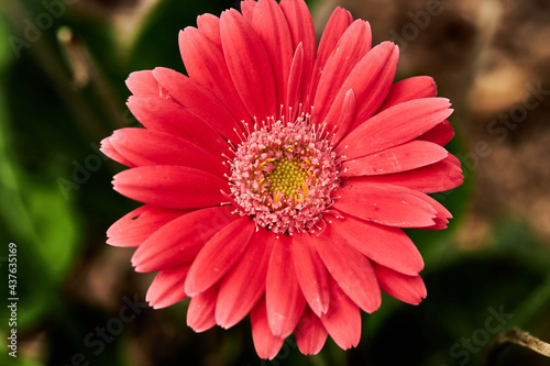 Gerbera Daisy is native to tropical regions of South America, Africa and Asia. The first scientific description of a Gerbera was made by J.D. Hooker in Curtis's Botanical Magazine in 1889 when he desc