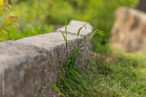 some grass growing at a rock border © Annabell Gsödl