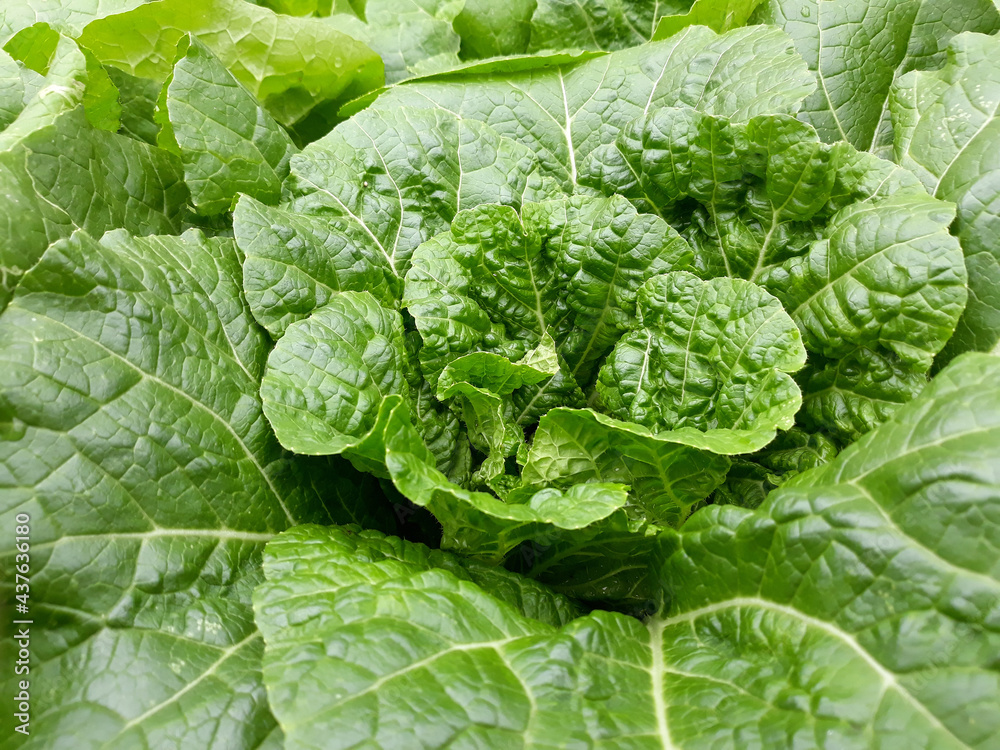 close up of fresh chinese cabbage in the field.