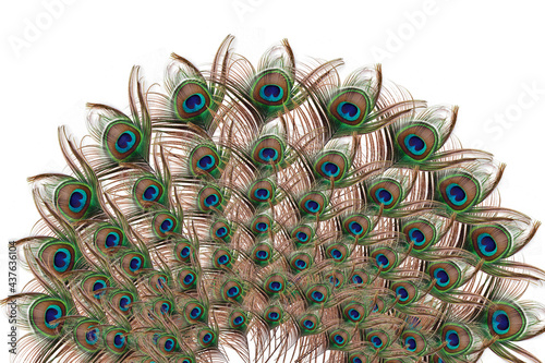 Peacock with fully fanned tail isolated on white background - Carnival Festive, banner