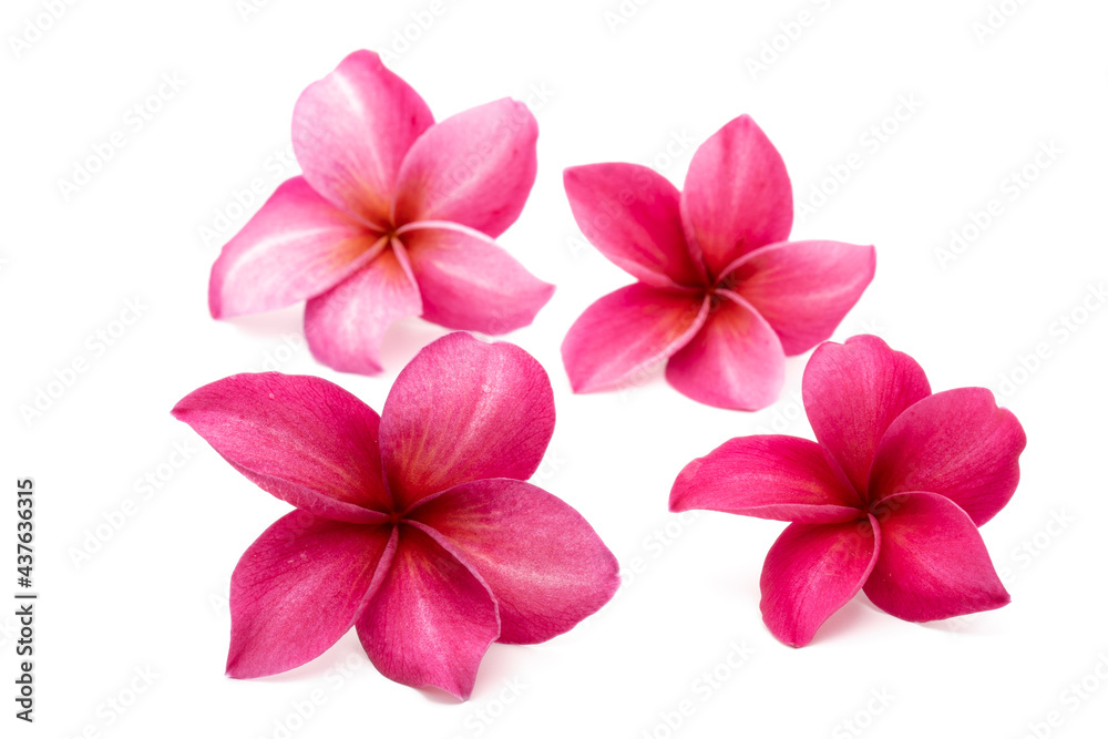 Blossom Red Plumeria or Frangipani flowers isolated on white background.