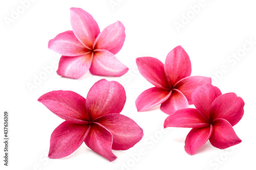 Blossom Red Plumeria or Frangipani flowers isolated on white background.