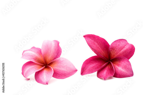 Blossom Red Plumeria or Frangipani flowers isolated on white background.