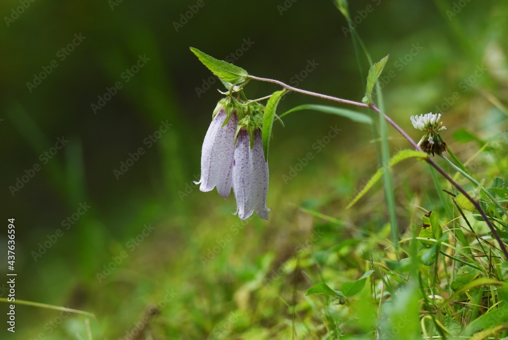 Spottted bellflower. Campanulaceae perennial plant. Spottted bellflower. Campanulaceae perennial plant.