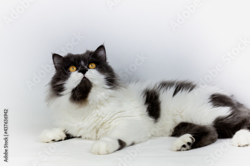 Persian cat sitting on white background,isolated