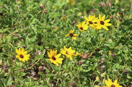 Yellow wild flowers