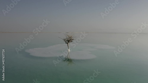 Aerial footage of a Bare tree on a salt deposit in the Dead Sea
drone view from Israel 2021
 photo