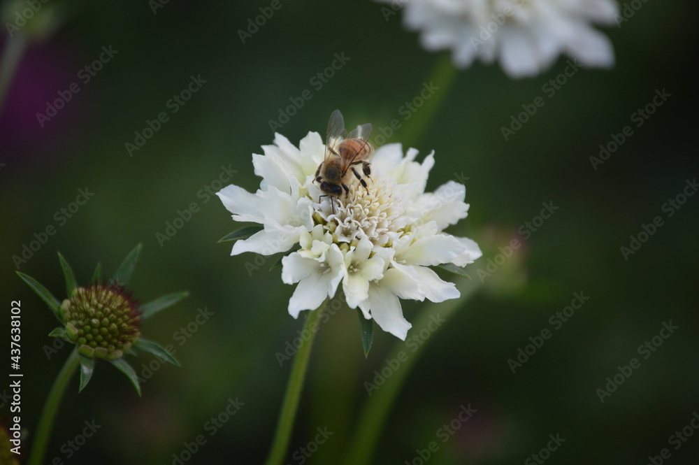 Obraz premium bee on a flower
