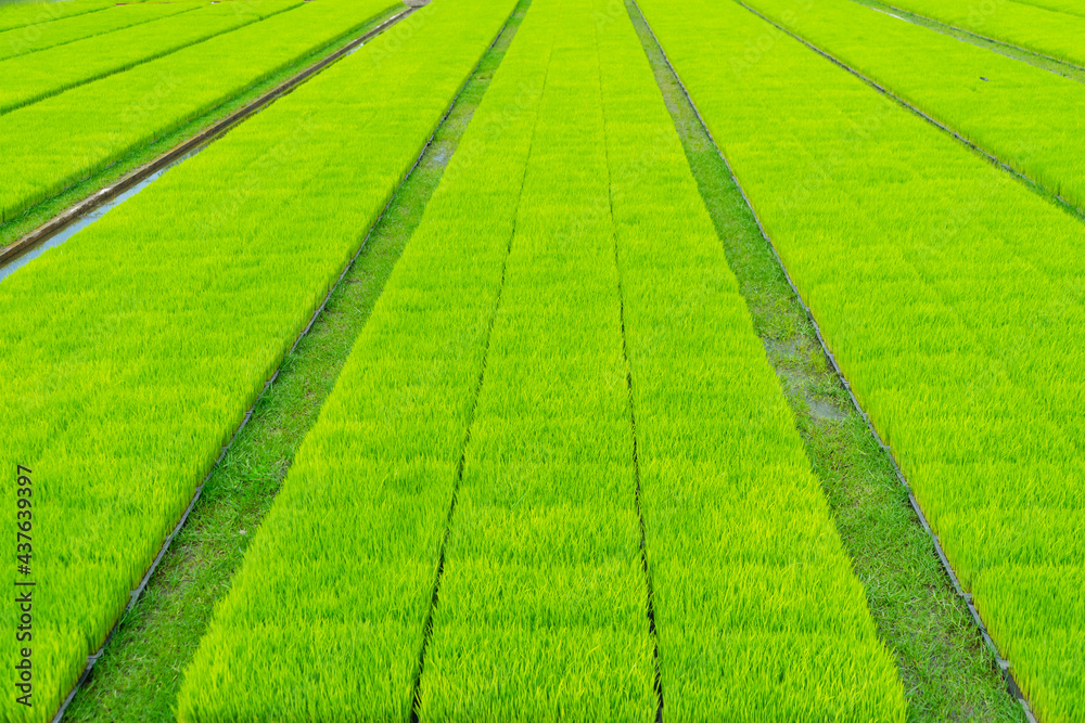 Green fields on row of rice seedling nursery farm,expanding rice varieties.Rice sprouts of grain fields ,Thailand agriculture. Green fields on row of rice seedling nursery farm,expanding rice varieties.Rice sprouts of grain fields ,Thailand agriculture.