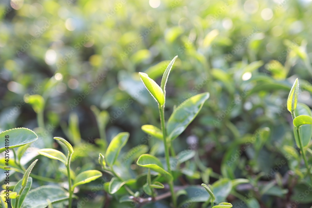 Fototapeta premium Green tea leaves in a tea plantation Closeup, Top of Green tea leaf in the morning