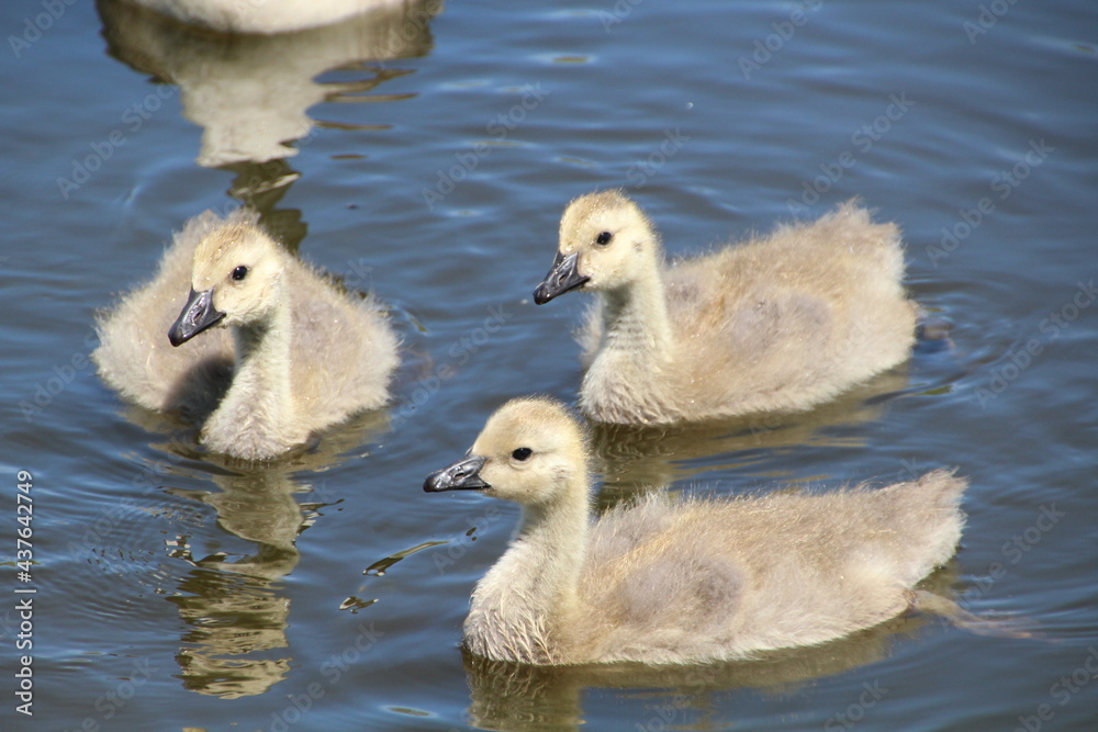 Young Birds, Pylypow Wetlands, Edmonton, Alberta Young Birds, Pylypow Wetlands, Edmonton, Alberta